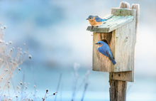 Load image into Gallery viewer, Bird House
